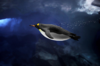 Картинка животные пингвины пингвин океан антарктика ледник