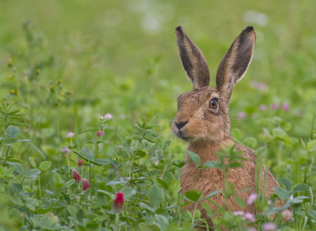 Обои картинки фото животные, кролики,  зайцы, зелень, взгляд, уши, заяц, цветы, трава, луг