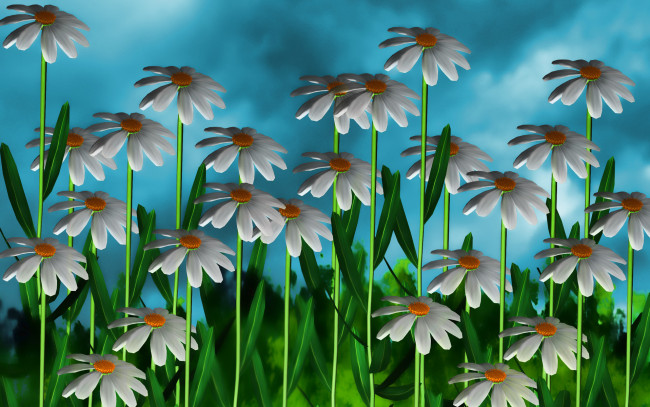 Обои картинки фото 3д графика, цветы , flowers, ромашки