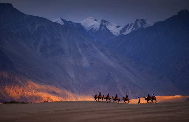 Обои картинки фото животные, верблюды, караван, пейзаж, горы