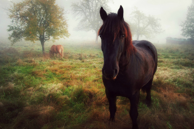 Обои картинки фото животные, лошади, утро, осень, позирование, взгляд, лошадь, туман