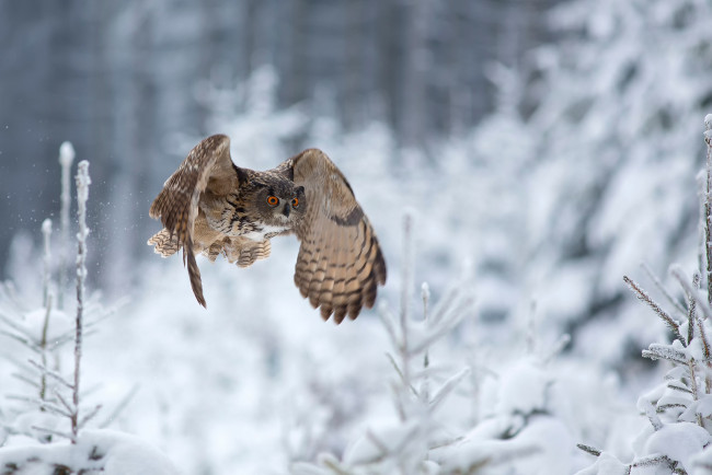 Обои картинки фото животные, совы, сова, зима, eagle, owl, полёт
