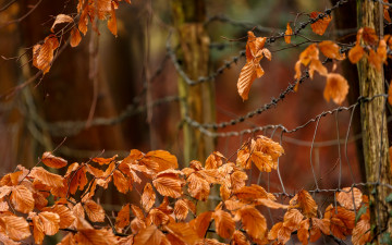 Картинка природа листья осень забор