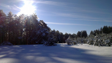 Картинка природа лес снег деревья