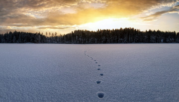 Картинка природа зима лес снег следы