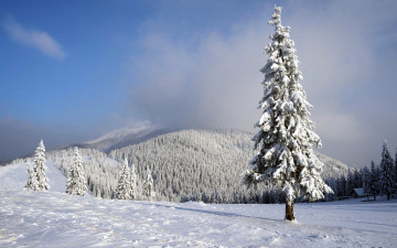 Картинка природа зима лес снег елки