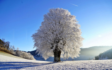 Картинка природа зима снег дерево иней