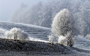 Картинка природа зима снег холм иней деревья