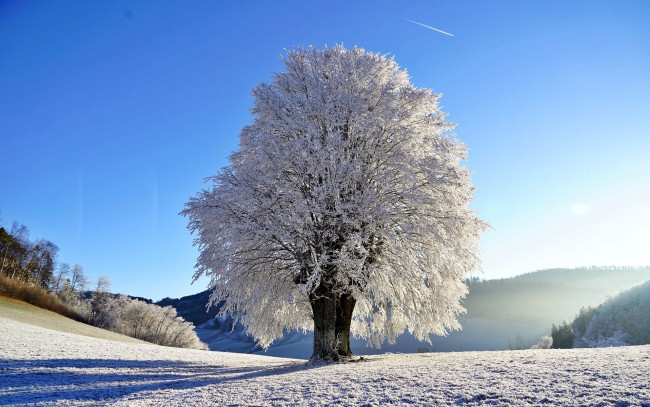 Обои картинки фото природа, зима, снег, дерево, иней