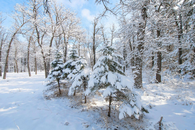 Обои картинки фото природа, зима, деревья, иней, снег