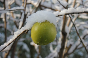обоя природа, плоды, снег, зеленое, яблоко, боке, капли, ветка