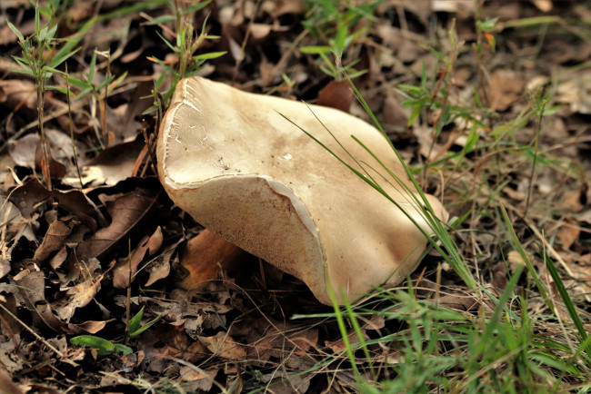 Обои картинки фото природа, грибы, гриб, трава, листья, шляпка