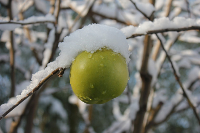 Обои картинки фото природа, плоды, снег, зеленое, яблоко, боке, капли, ветка