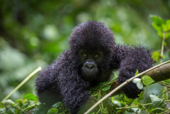обоя gorilla, животные, обезьяны, обезьяна, горилла, малыш, детёныш, шерсть, взгляд, поза, примат, чёрный