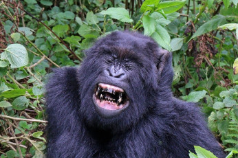 обоя gorilla, животные, обезьяны, шерсть, взгляд, поза, примат, чёрный, обезьяна, горилла