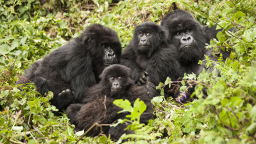 обоя gorilla, животные, обезьяны, детёныш, семья, шерсть, взгляд, поза, примат, чёрный, обезьяна, горилла