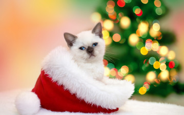 Картинка животные коты блики шапка котенок