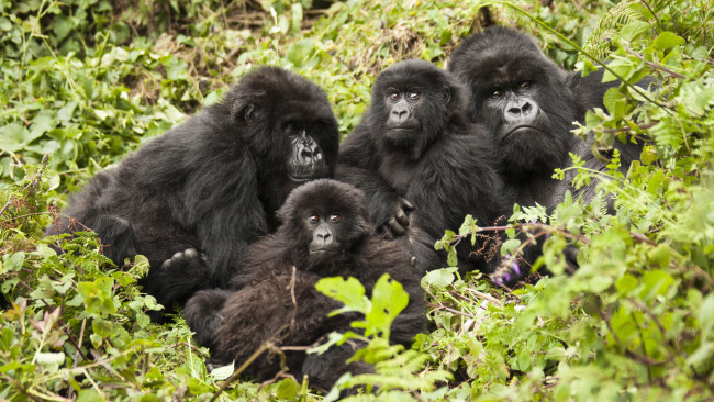 Обои картинки фото gorilla, животные, обезьяны, детёныш, семья, шерсть, взгляд, поза, примат, чёрный, обезьяна, горилла