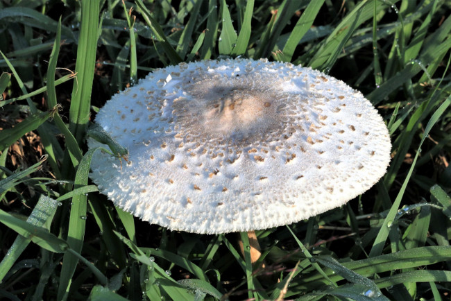 Обои картинки фото природа, грибы, шляпка, гриб, трава
