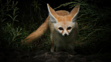 Картинка животные фенеки fennec fox лиса дикая природа