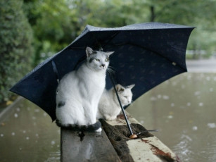 Картинка животные коты дождь
