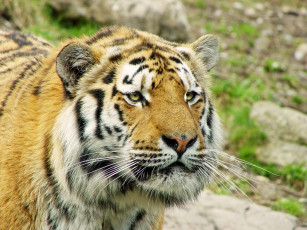 Картинка животные тигры усы морда тигр