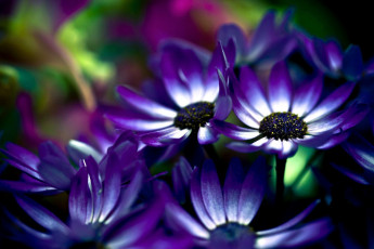 обоя цветы, цинерария, фиолетовый