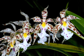 Картинка цветы орхидеи ветка экзотика пятна