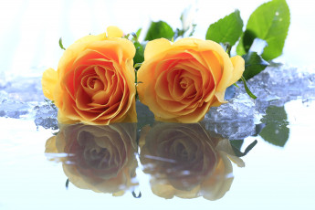 Картинка цветы розы желтый отражение