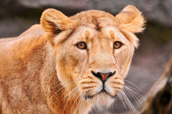 Картинка животные львы львица стоит