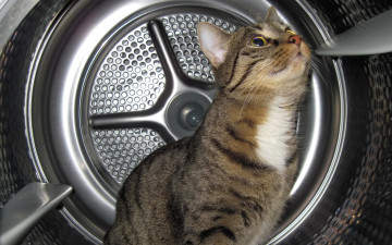 Картинка животные коты кот кошка колесо