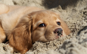 Картинка животные собаки собака песок