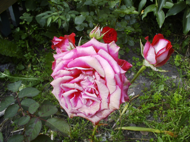 Обои картинки фото цветы, розы, бутоны, куст, цветник