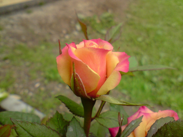 Обои картинки фото цветы, розы, двухцветный
