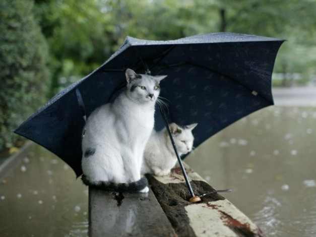 Обои картинки фото животные, коты, дождь