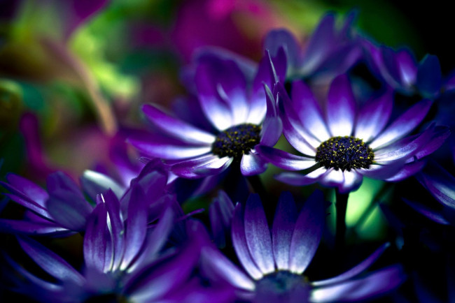 Обои картинки фото цветы, цинерария, фиолетовый