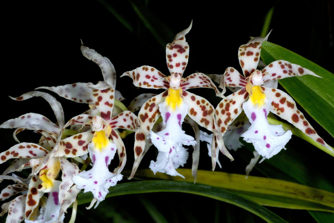 Обои картинки фото цветы, орхидеи, ветка, экзотика, пятна