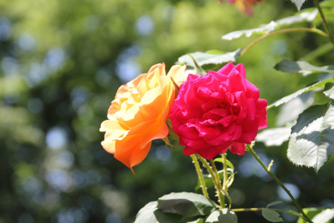 Обои картинки фото цветы, розы, розовый, желтый