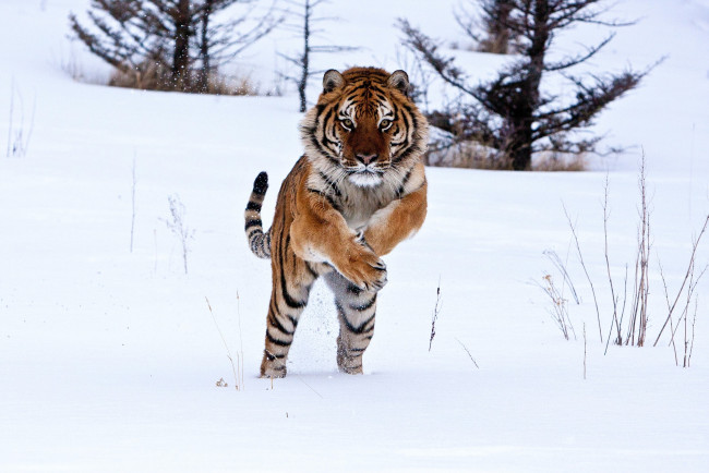 Обои картинки фото животные, тигры, снег, хищник, прыжок