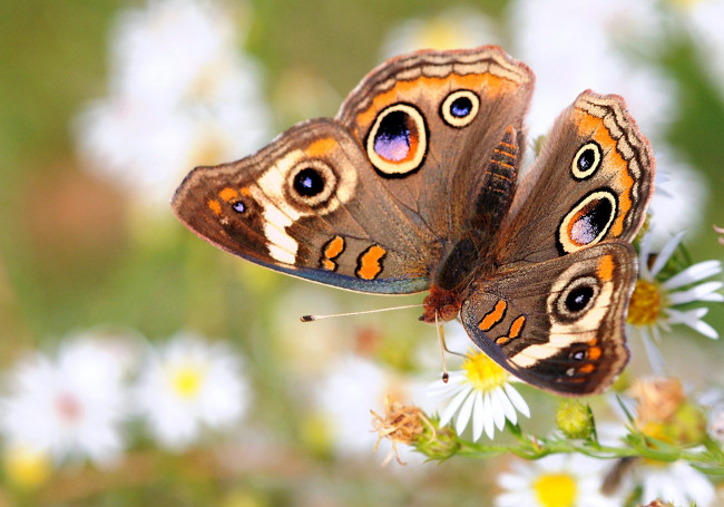 Обои картинки фото животные, бабочки, цветы, крылья, пестрый