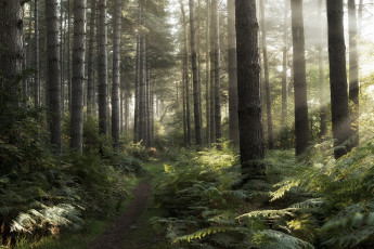 Картинка природа лес дорожка утро