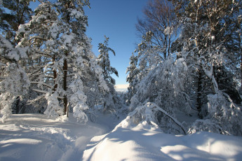 Картинка природа зима деревья снег пейзаж сугробы