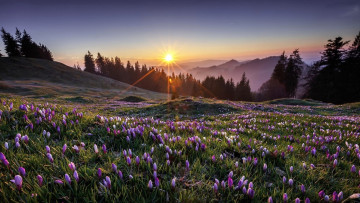 Картинка природа луга крокусы весна