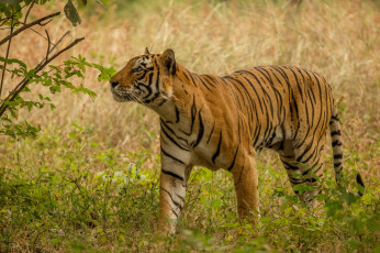 Картинка животные тигры тигр дикая кошка хищник
