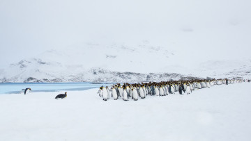 Картинка животные пингвины пейзаж природа