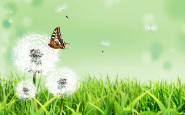 Картинка разное компьютерный+дизайн трава одуванчики бабочка
