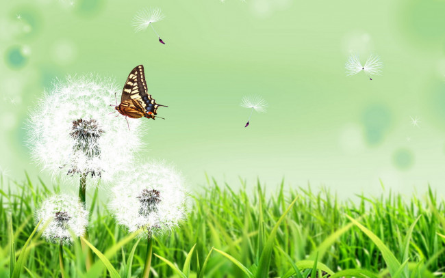 Обои картинки фото разное, компьютерный дизайн, трава, одуванчики, бабочка