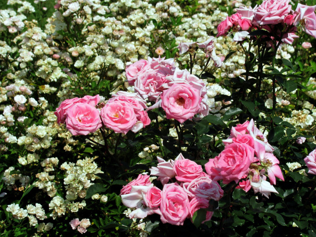 Обои картинки фото цветы, розы, белые, розовые