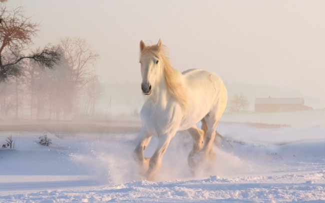 Обои картинки фото животные, лошади, лошадь, белая, снег, зима