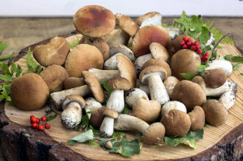обоя еда, грибы,  грибные блюда, пень, рябина, лесные, боровики
